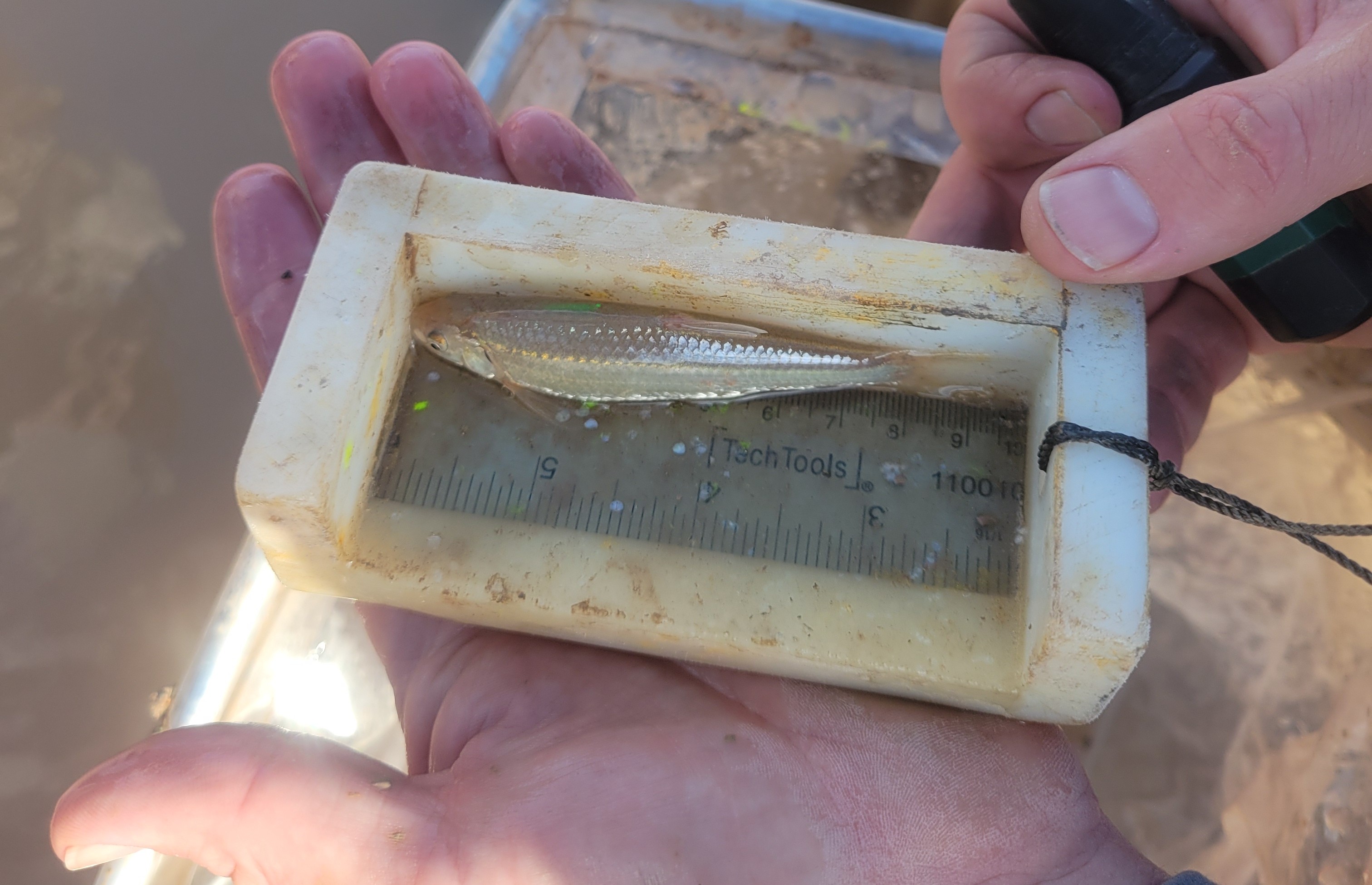 Rio Grande Silvery Minnow